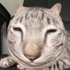 เหมียว😾