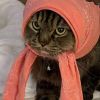 Hiz Comel