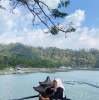 Mawar Wilis