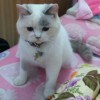 Lai Ting Leung