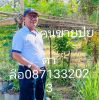 ป๋าลือ หอมทอง
