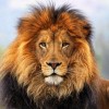 Kingz