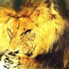 Shingha 🦁