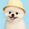 Bobo Wong