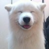 Just like dog