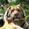 tiger🐯