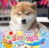 ปานสิริ จงอ่อน