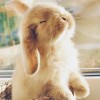 SleepyBunny🐇