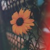 NickNack.id