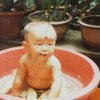 豬兒