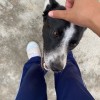 Natnich_aa
