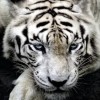 Ahyar 