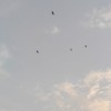 caa