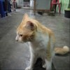 Firman Ardiansyah