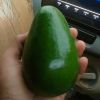 Dans Mango