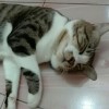 miawwww