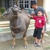 dandi  nugraha