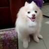 ด.ช อ้วน