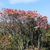 刘群芳
