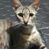 ikhsan