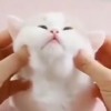 N.