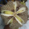 yoseppradinata