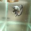 Bolank Betta