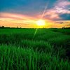 Sake-sun SongLa