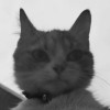 Raja