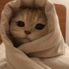 catjaaa