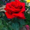 Madam_Ara90