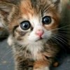 cutie meow