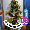 Mamah Renu