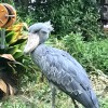 Kaka