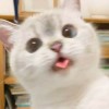 cat alone