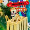 柴犬君