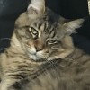 1218-Garfield
