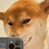 陈芃韫