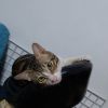 Cat Mc