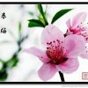 Chu Leung