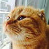 Maru K
