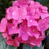 Crystal C