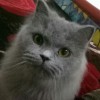 kitty