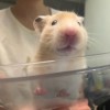 𝗖𝗵𝗹𝗼𝗲🦩