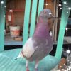 Gokong BirdFarm
