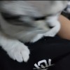 B哥的歌