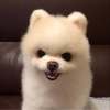 Tung Chan