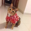 Jovi