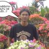 Iwan Plus