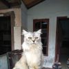 Jungkat
